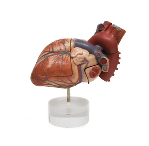 Cardiac Stem Cell Therapy