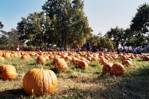 Fall into Fitness