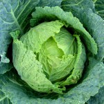 Eat Your Cabbage!