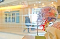 Nootropics: Key to Boosting More Than Brain Health