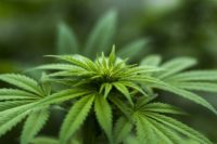 Absorbability of Hemp Spray